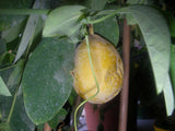 Passiflora subpeltata | White Passion Flower | 5_Seeds