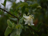 Passiflora subpeltata | White Passion Flower | 5_Seeds