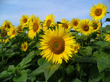Helianthus annuus | Common Sunflower | 50_Seeds