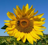 Helianthus annuus | Common Sunflower | 50_Seeds