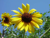 Helianthus annuus | Common Sunflower | 50_Seeds