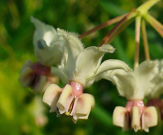 swan plant seed dispersal Gomphocarpus fruticosus | Swan Plant Milkweed | Tennis Ball Bush