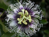 Passiflora edulis sweetheart | 20_Seeds