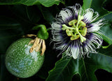 Passiflora edulis sweetheart | 20_Seeds