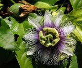 Passiflora edulis sweetheart | 20_Seeds