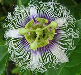 Passiflora edulis sweetheart | 20_Seeds