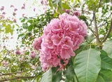 Tabebuia rosea | Apamate | Pink Poui | Pink Tecoma |Rosy Trumpet Tree | 20_Seeds