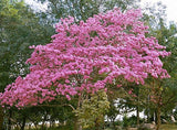 Tabebuia rosea | Apamate | Pink Poui | Pink Tecoma |Rosy Trumpet Tree | 20_Seeds