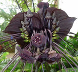 Tacca chantrieri | Bat Flower | Cats Whiskers | Devil Flower 20_Seeds