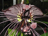 Tacca chantrieri | Bat Flower | Cats Whiskers | Devil Flower 20_Seeds