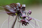 Tacca chantrieri | Bat Flower | Cats Whiskers | Devil Flower 20_Seeds