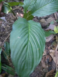 Tacca chantrieri Tall Giant | 5_Seeds