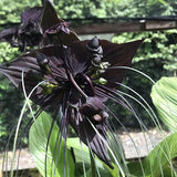 Tacca chantrieri Tall Giant | 5_Seeds