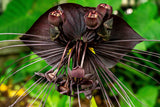 Tacca chantrieri Tall Giant | 5_Seeds