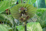 Tacca chantrieri Green | 20_Seeds