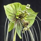 Tacca chantrieri Green | 20_Seeds