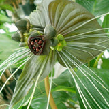 Tacca chantrieri Green | 20_Seeds