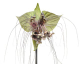 Tacca chantrieri Green | 20_Seeds