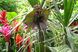 Tacca chantrieri Green | 20_Seeds