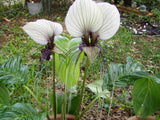 Tacca integrifolia | White Bat Flower | 20_Seeds