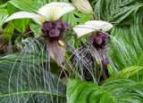 Tacca integrifolia | White Bat Flower | 20_Seeds