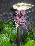 Tacca integrifolia | White Bat Flower | 20_Seeds