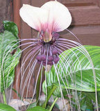 Tacca chantrieri White | Nivea | Bat Head Flower  Lily | 20_Seeds