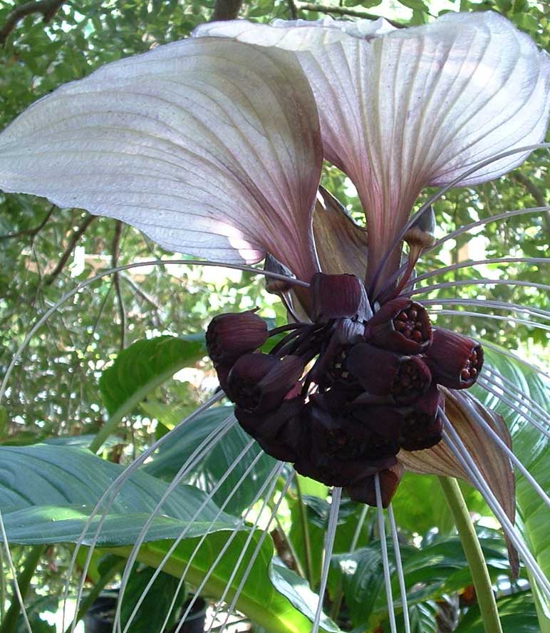 bat lily flower Tacca chantrieri White | Nivea | Bat Head Flower Lily