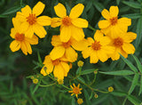 Tagetes lemmonii | Shrub Marigold | Mexican Bush | Mount Lemmon | 20_Seeds