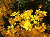 Tagetes lemmonii | Shrub Marigold | Mexican Bush | Mount Lemmon | 20_Seeds