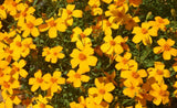 Tagetes lemmonii | Shrub Marigold | Mexican Bush | Mount Lemmon | 20_Seeds
