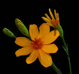 Tagetes lemmonii | Shrub Marigold | Mexican Bush | Mount Lemmon | 20_Seeds