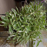 Talinum paniculatum | Jewels Opar | Fame Flower | 20_Seeds