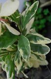 Talinum paniculatum | Jewels Opar | Fame Flower | 20_Seeds