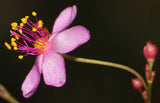 Talinum paniculatum | Jewels Opar | Fame Flower | 20_Seeds