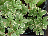 Talinum paniculatum | Jewels Opar | Fame Flower | 20_Seeds