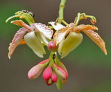 Tamarindus indica | Tamarind Tree | 10_Seeds