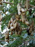Tamarindus indica | Tamarind Tree | 10_Seeds