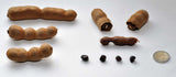 Tamarindus indica | Tamarind Tree | 10_Seeds