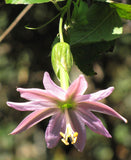 Passiflora tarminiana | Banana Passionfruit | 5_Seeds