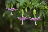 Passiflora tarminiana | Banana Passionfruit | 5_Seeds