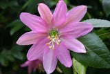 Passiflora tarminiana | Banana Passionfruit | 5_Seeds