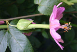 Passiflora tarminiana | Banana Passionfruit | 5_Seeds