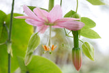 Passiflora tarminiana | Banana Passionfruit | 5_Seeds
