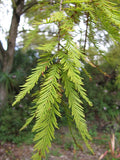 Taxodium distichum | Deciduous Cypress | 10_Seeds