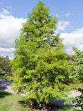 Taxodium distichum | Deciduous Cypress | 10_Seeds
