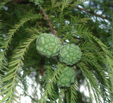 Taxodium distichum | Deciduous Cypress | 10_Seeds