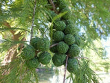 Taxodium distichum | Deciduous Cypress | 10_Seeds