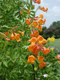 Tecoma stans Orange Jubilee | Trumpet Bush | 5_seeds