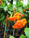 Tecoma stans Orange Jubilee | Trumpet Bush | 5_seeds